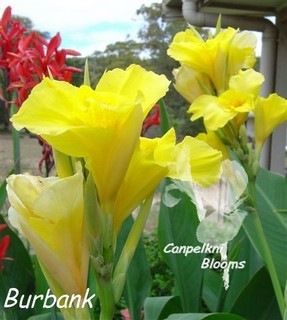 Canna Burbank, 1.9 meters tall
