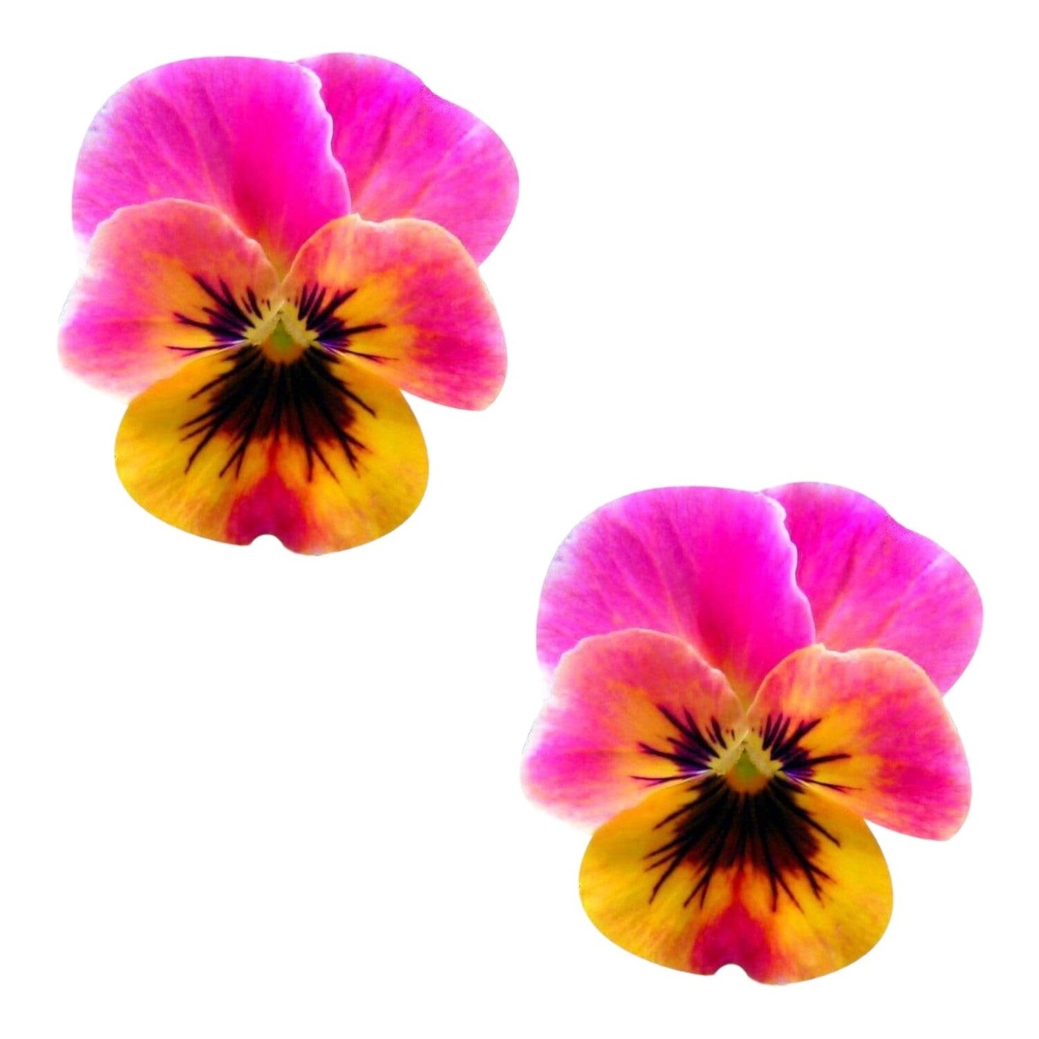 Pansy Blacklight Reactive Pasties