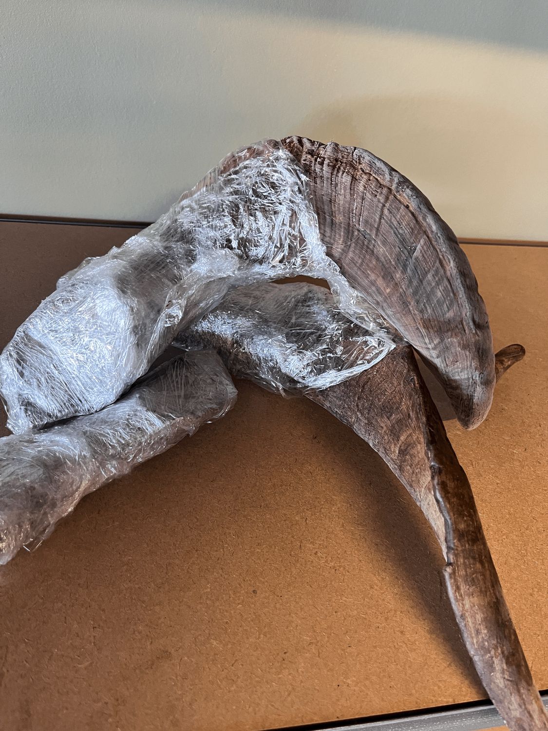 Medium Horns