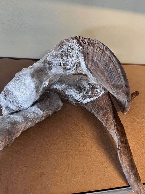 Medium Horns