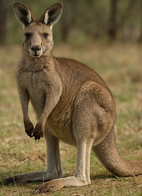 Kangaroo