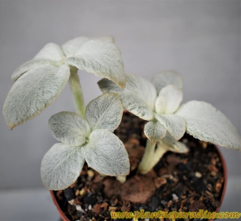 Rechsteineria leucotricha (Sinningia leucotricha)