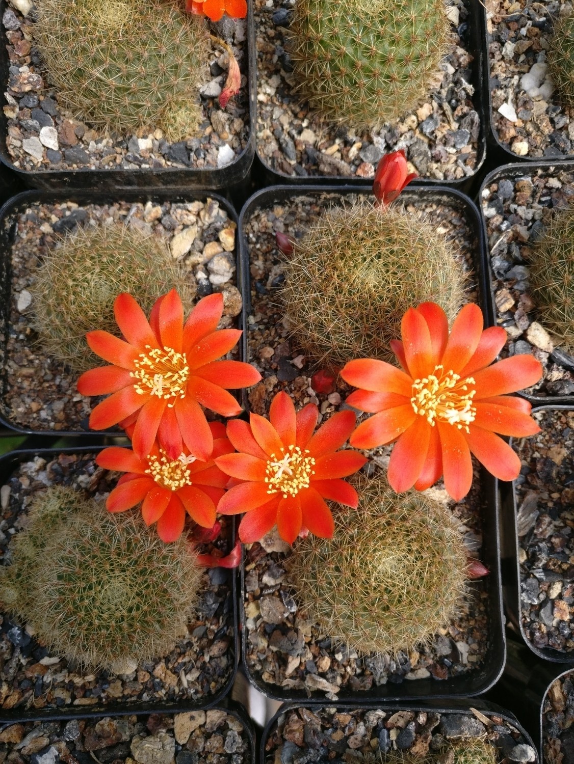 Rebutia minuscula Orange Flower