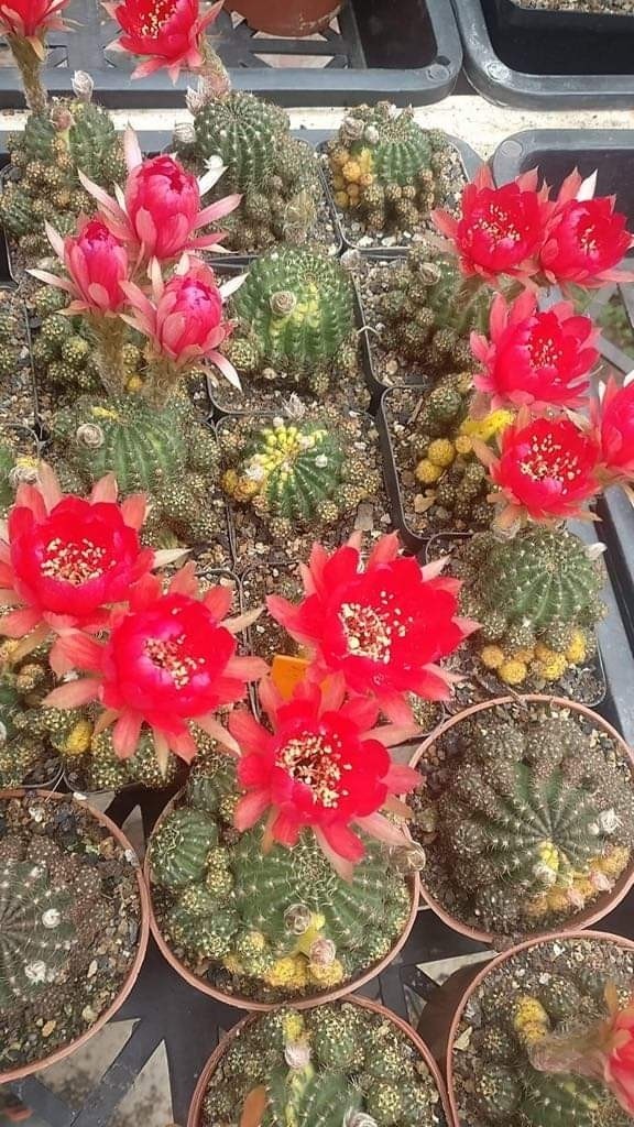 Rebutia Hybrid
