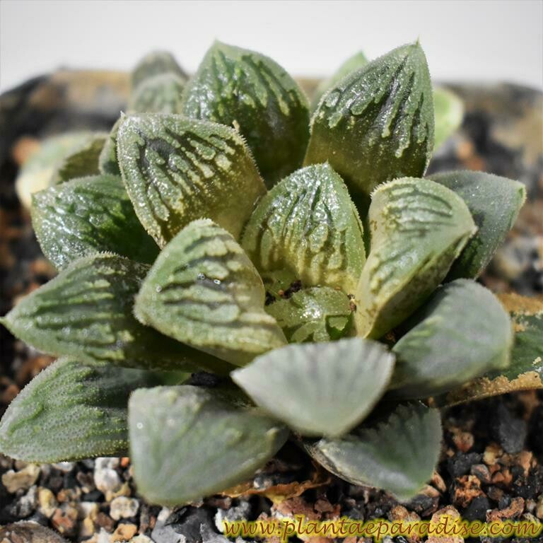 Sample pic of older plant
