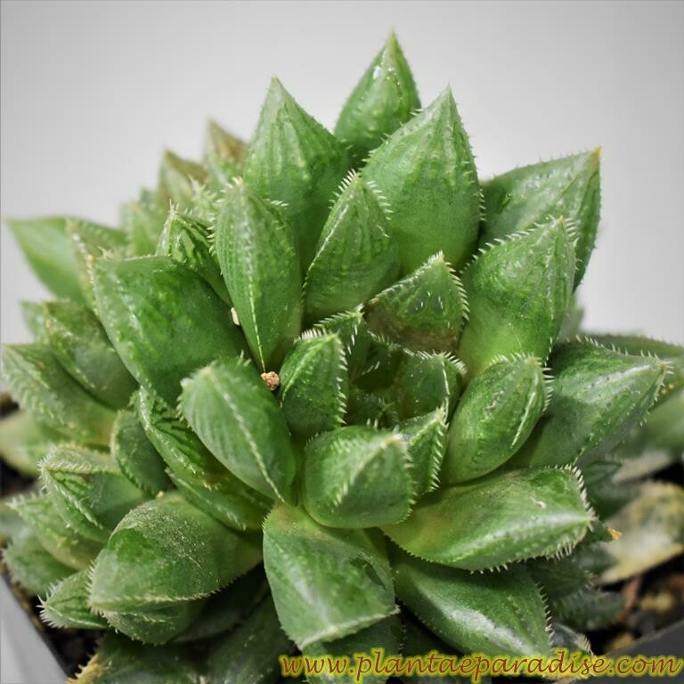 Haworthia bolusii hybrid Haworthia bolusii hybrid