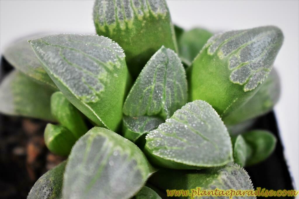 Haworthia pygmaea