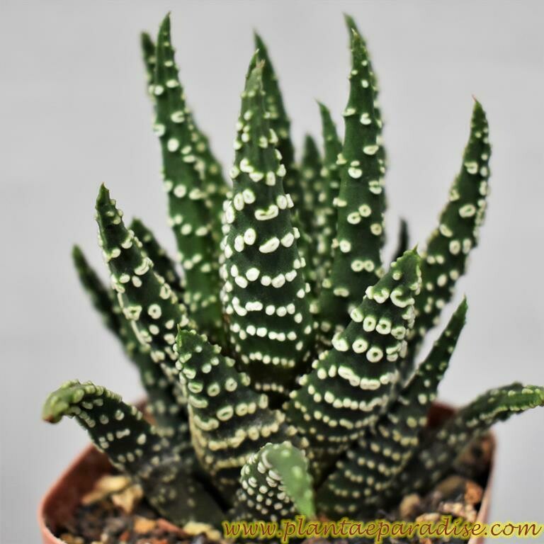 Haworthia pumila "Little Donuts"