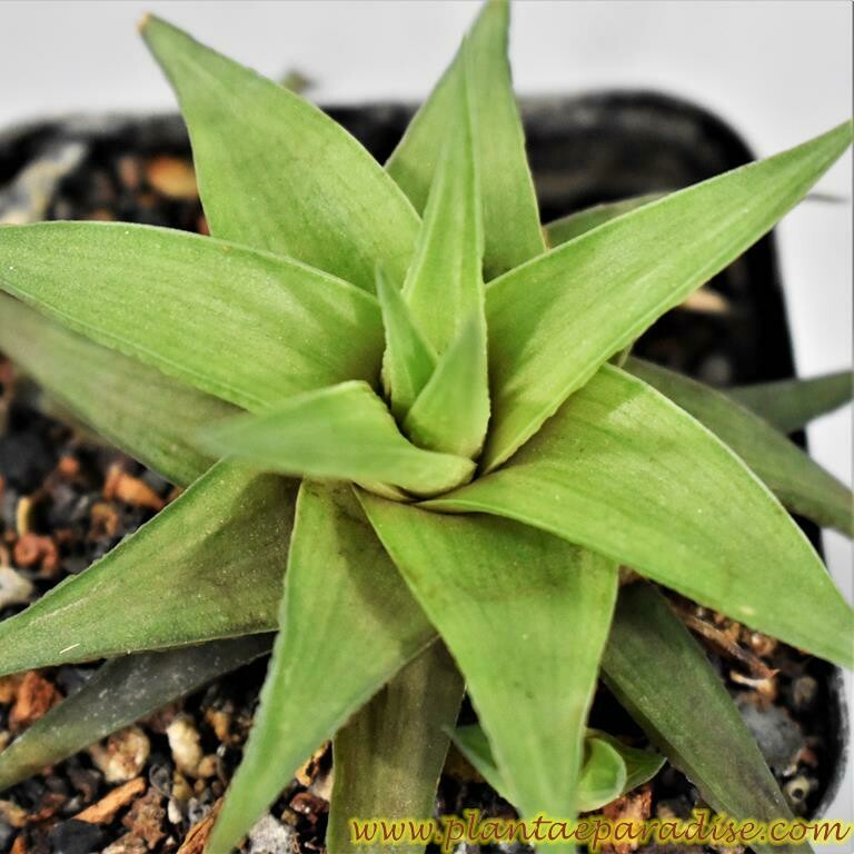 Haworthia limifolia ubomboensis