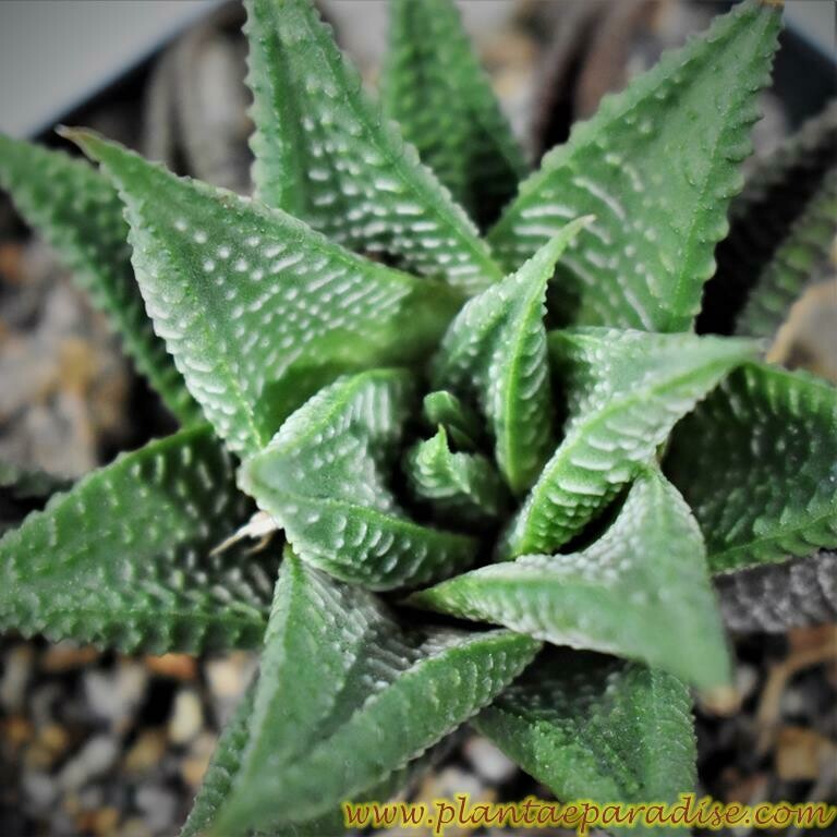 Haworthia limifolia striata