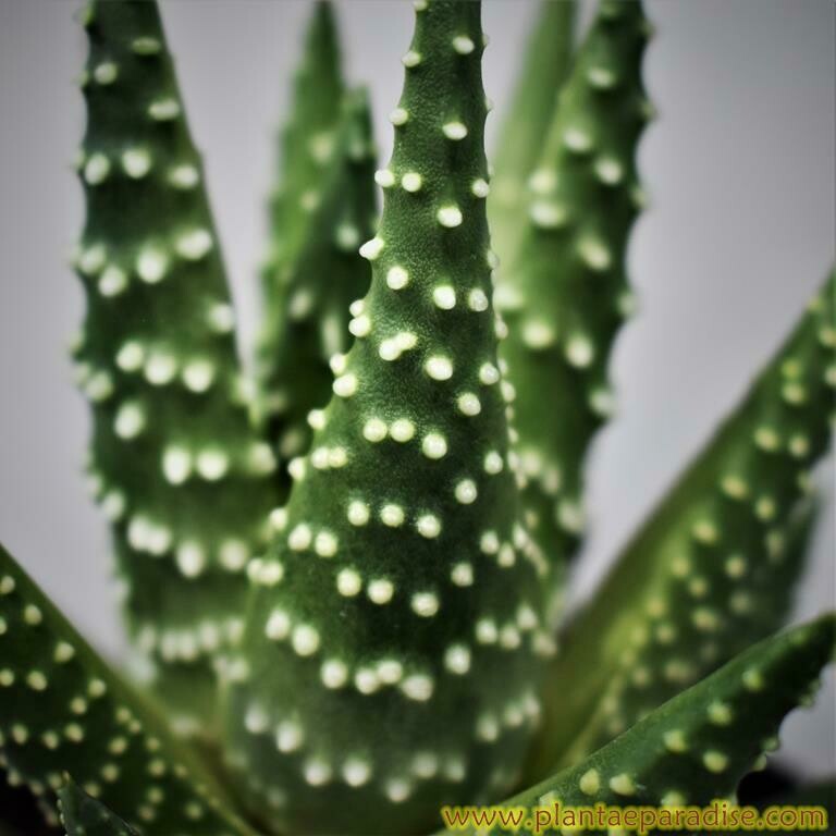 Haworthia pumilla (Thick Dots)
