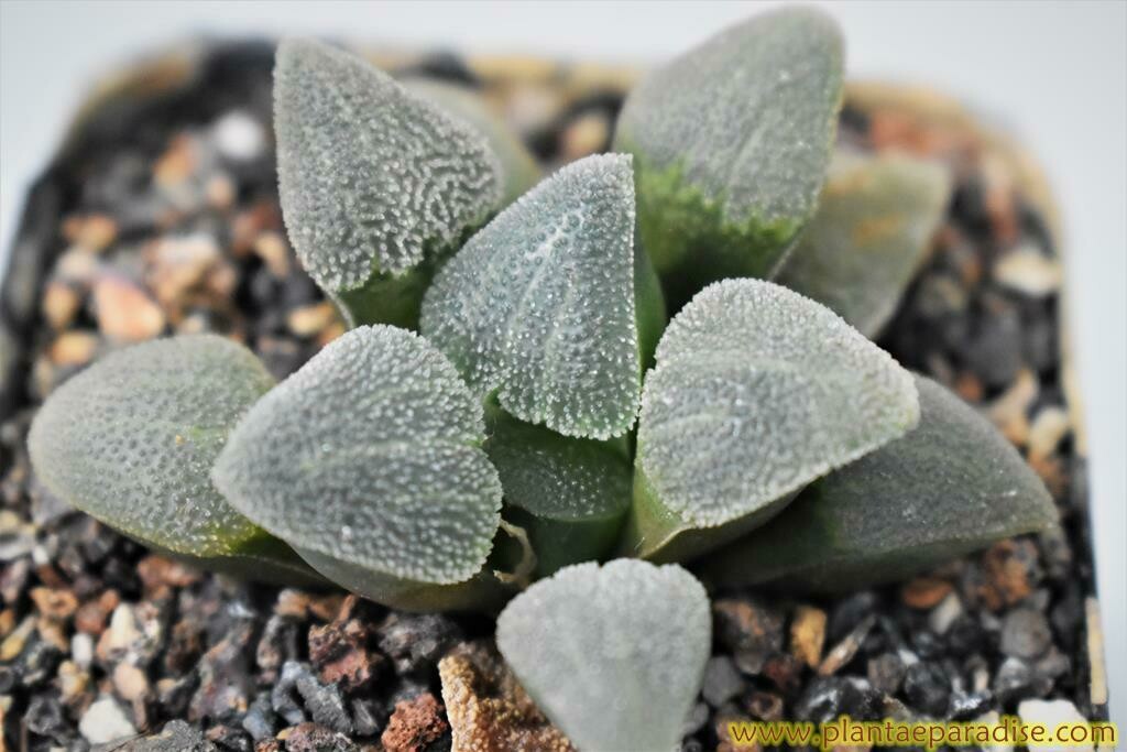 Haworthia pygmea cv Frosty Form "Great Brak"
