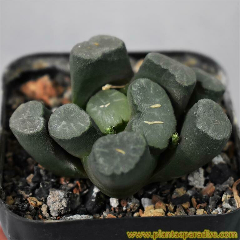 Haworthia truncata CV maughanii