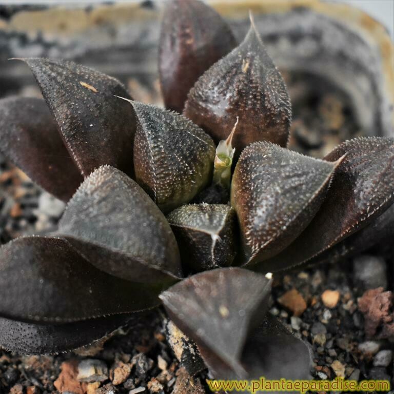 Haworthia cv chocolate (pubescent form)