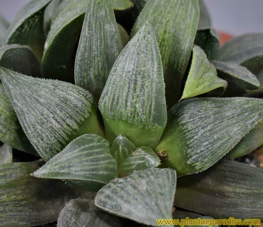 Haworthia