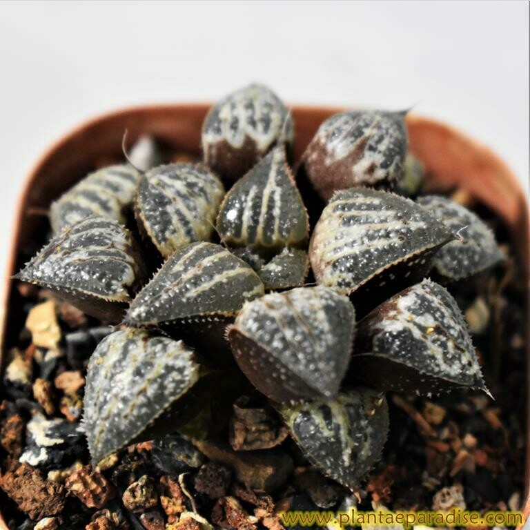 Haworthia 'Yuki Keshiki'