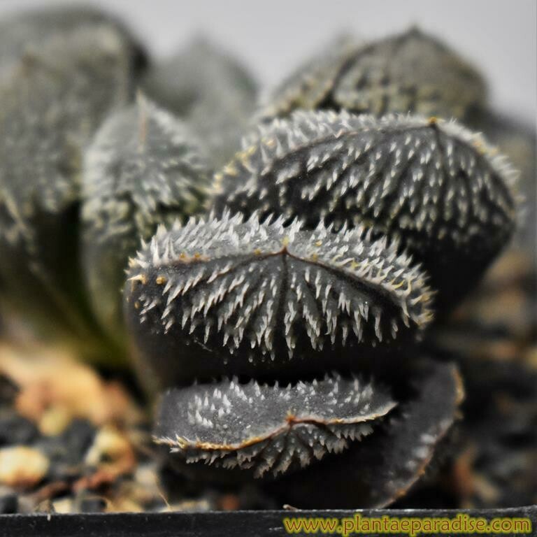 Haworthia kegani x cooperi var. venusta DISPLAY PIC OF SPECIMEN PLANT