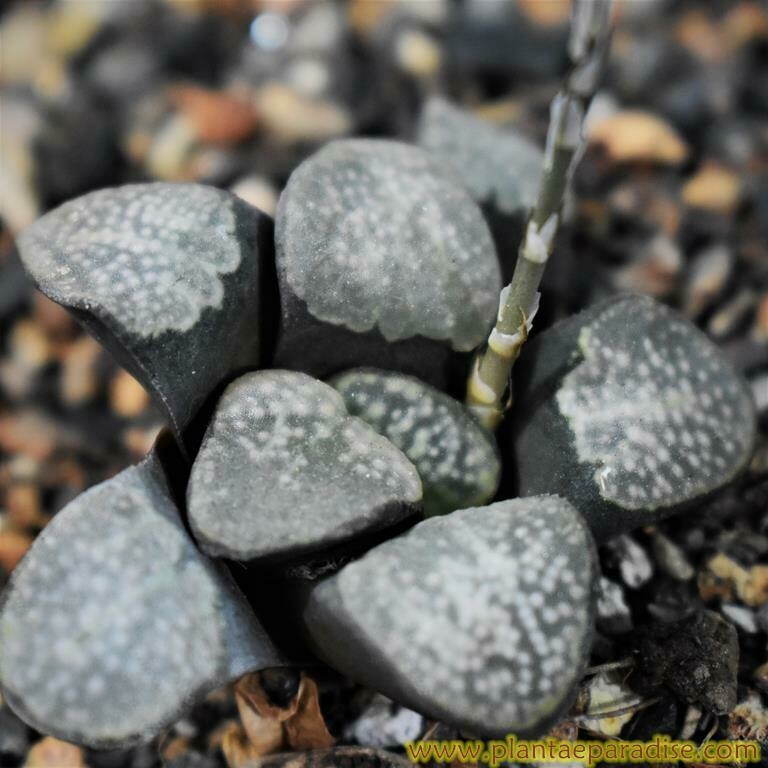 Haworthia pygmea