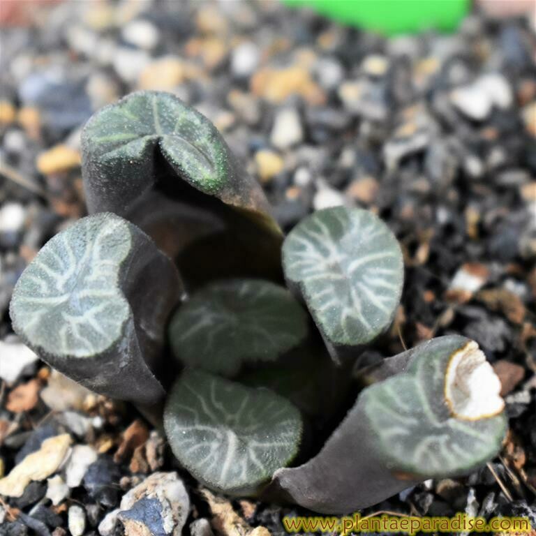 Haworthia truncata cv maughanii