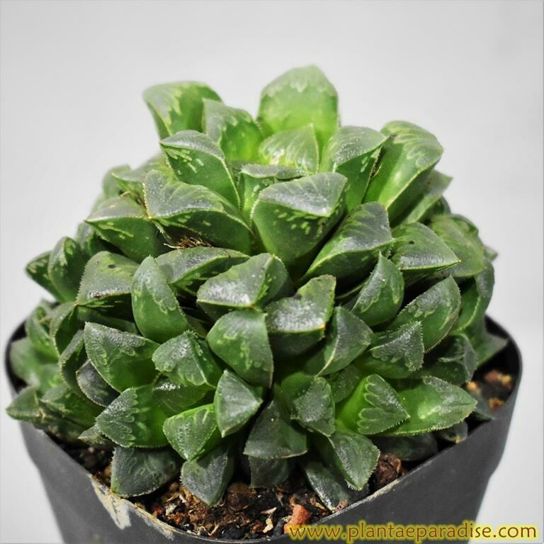 Haworthia cv Shiba Toshi Display pic of specimen plant
