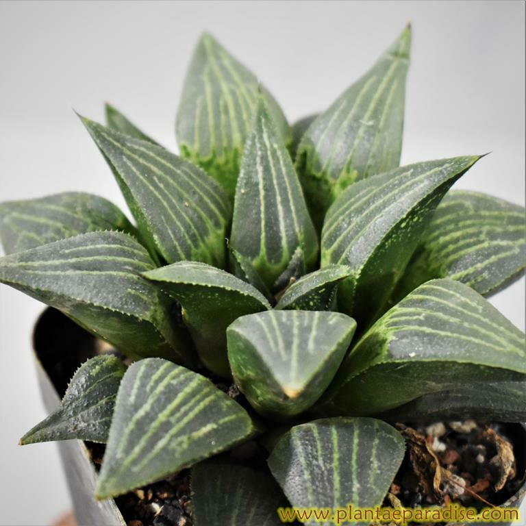 Haworthia magnifica var acuminata