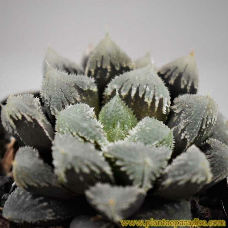 Haworthia hybrid Hakuteijou (frosty leaves) Haworthia hybrid Hakuteijou (frosty leaves)