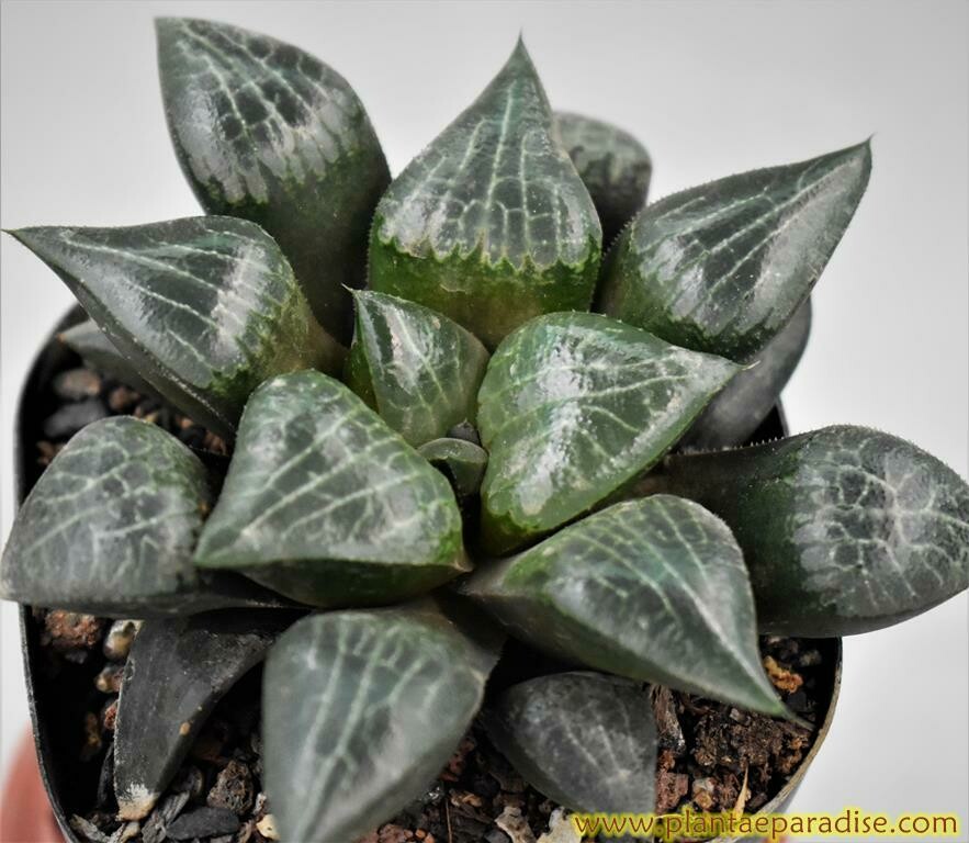 Haworthia hybrid Tsukikage