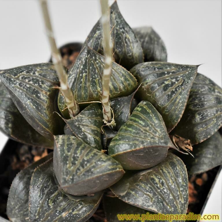 Haworthia magnifica var splendens