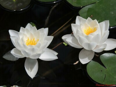 Siam Jasmine (Water lily)