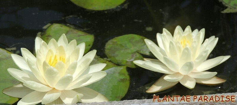 Denver (Water Lily)