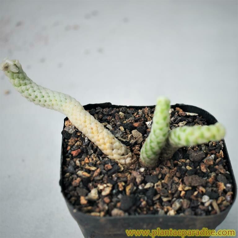 Avonia papyracea ssp. namaensis