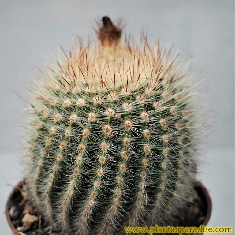 Notocactus scopa Rubra