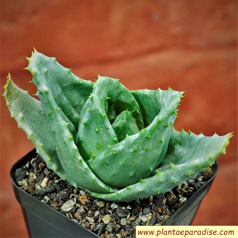 Aloe Ferox (Cape Aloe)