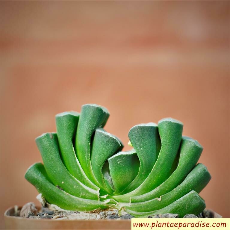 Haworthia truncata hybrid