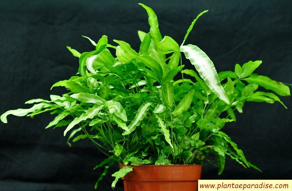 Cretan Brake Fern  ( Pteris cretica )