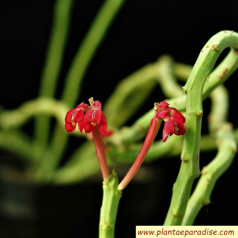 Monadenium coccineum