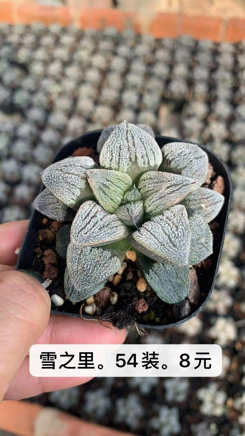 Haworthia