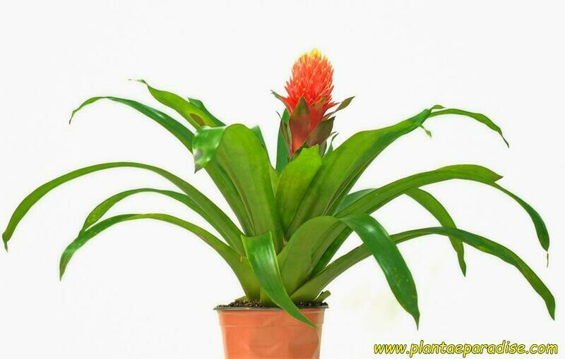 Guzmania conifera Guzmania conifera