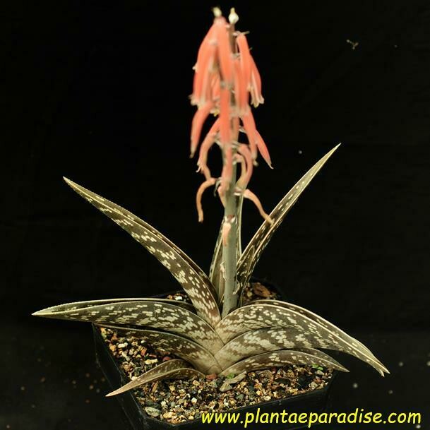 Aloe Variegata