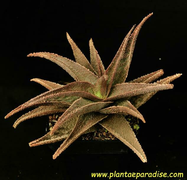 Aloe "Vito" (aka Aloe Greensand)
