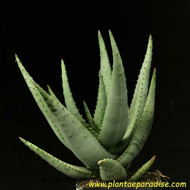 Aloe Peglerae