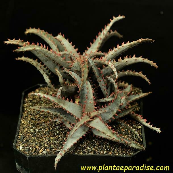 Aloe Blue Shark DISPLAY PIC OF SPECIMEN PLANT