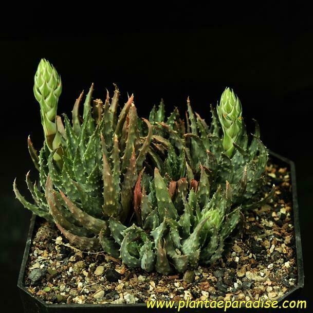 Aloe Humilis ( Compact cultivar)