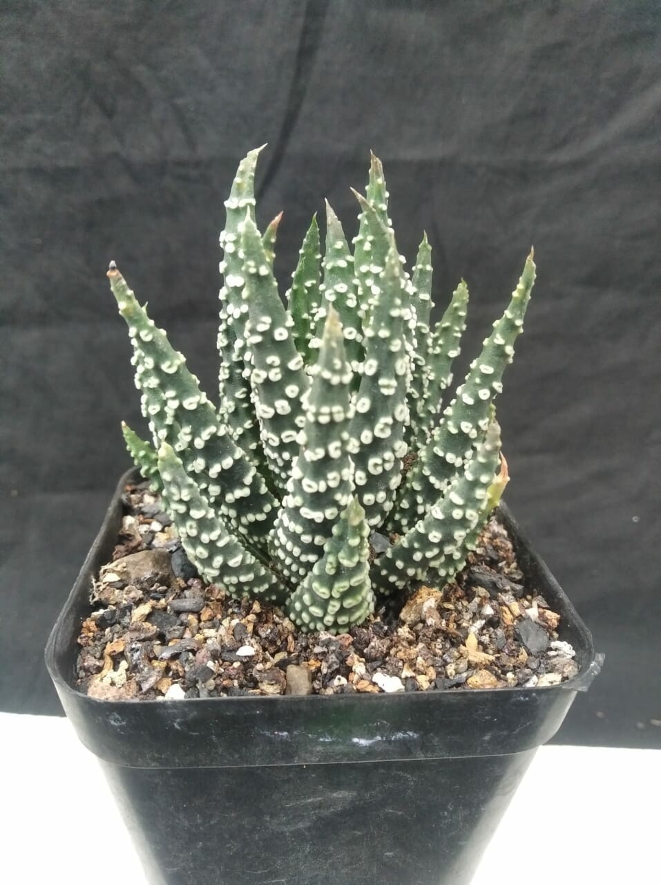 Haworthia pumilla