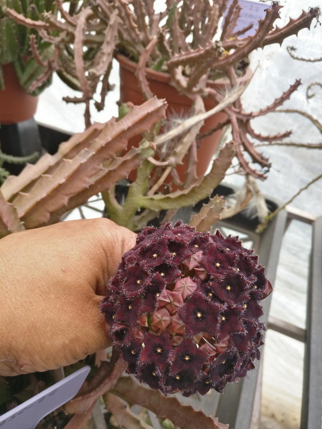 Caralluma umbelleta