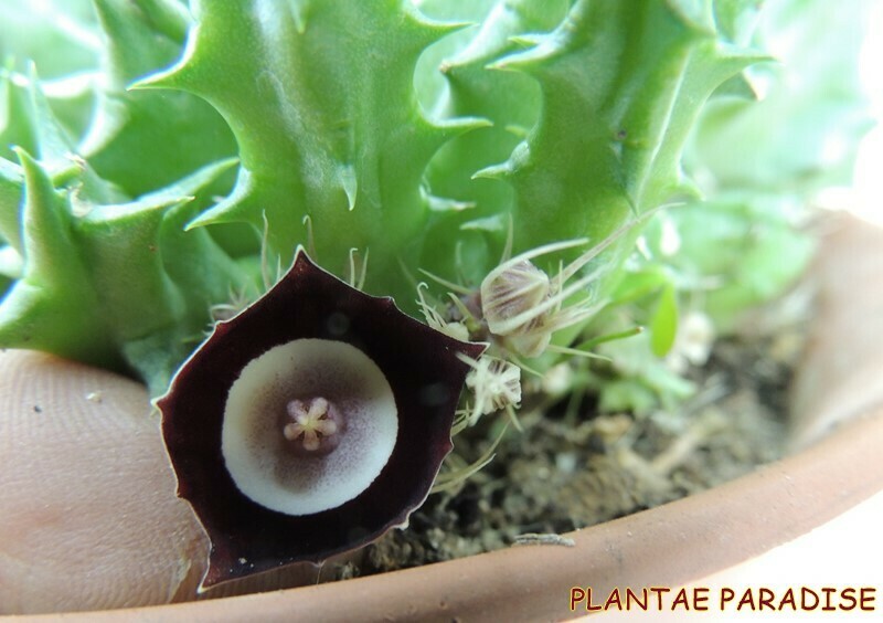 Huernia oculata