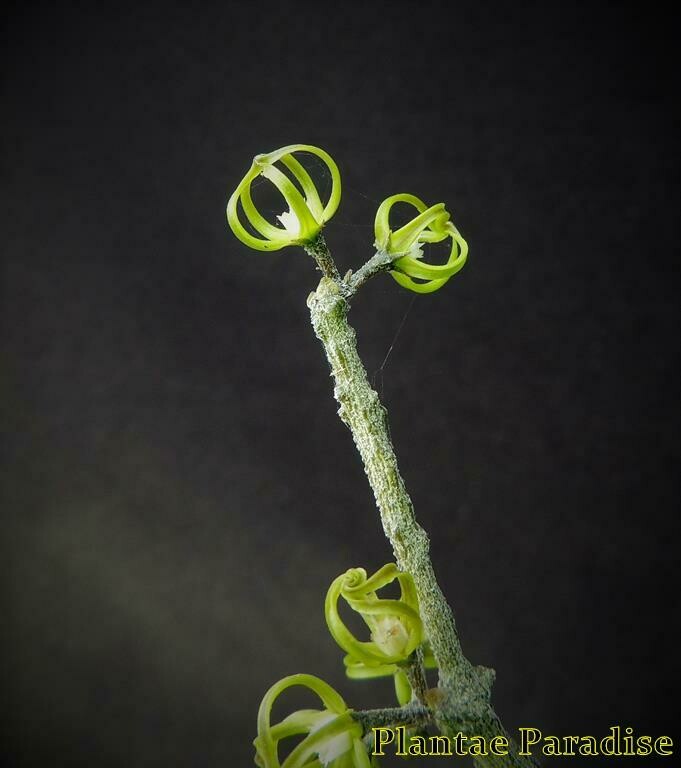Cynanchum marnieranum