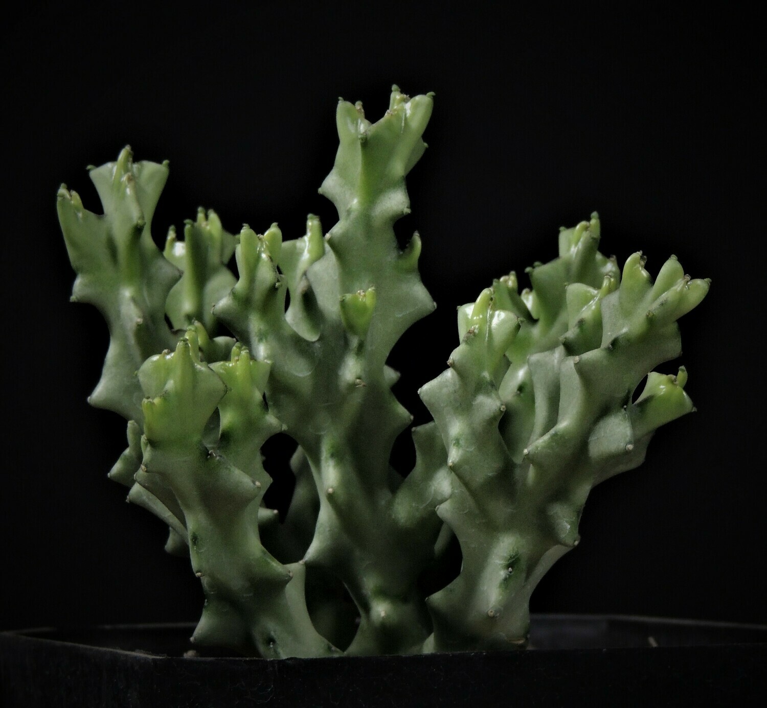 Carralluma socotrana