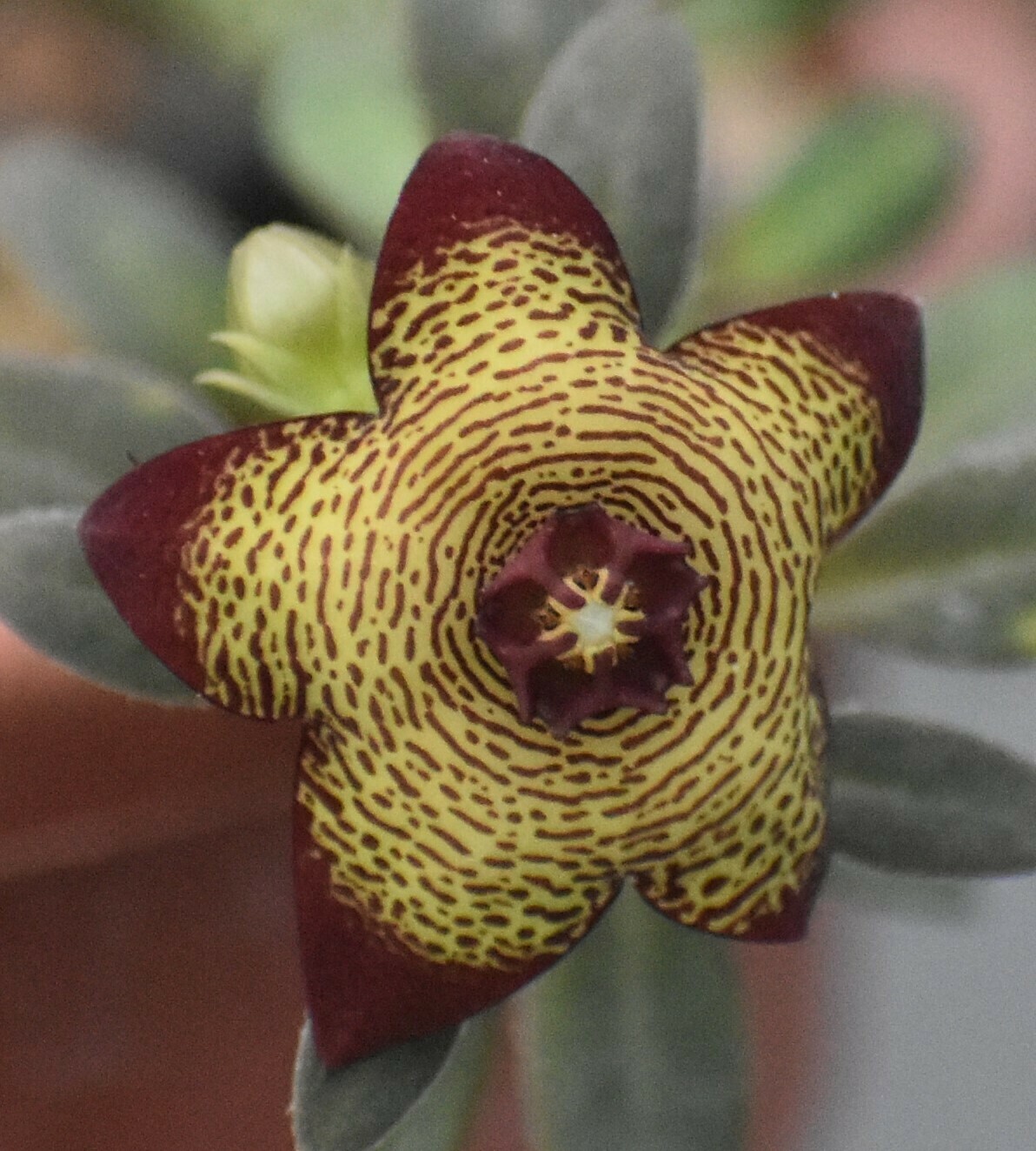 Freria Indiaca Clone II greenish Flr