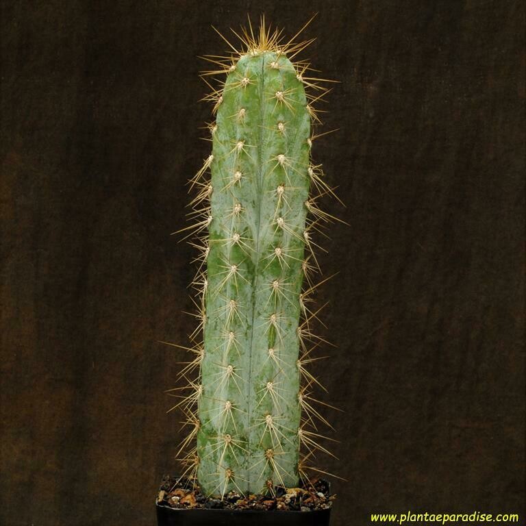 Cereus Azureus